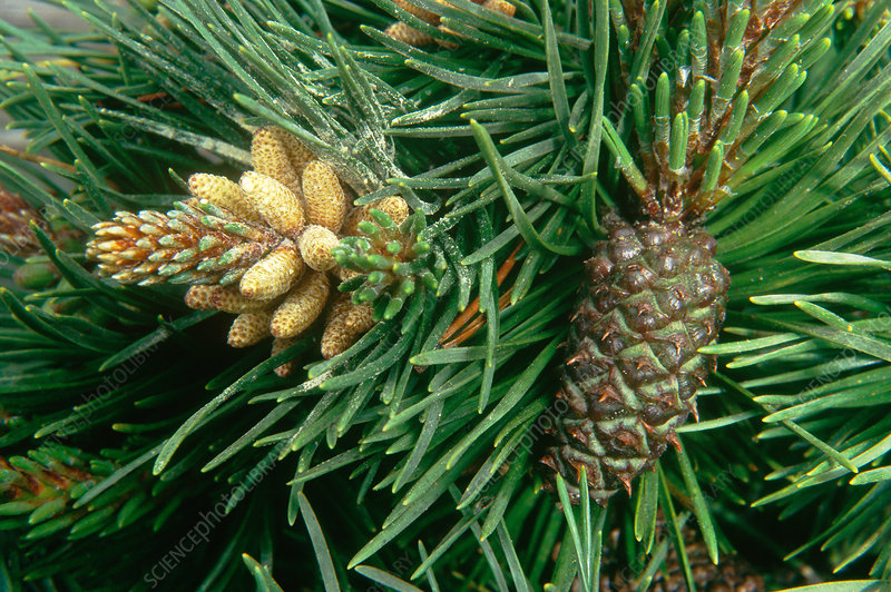 Eating Pine Cones - What You Need To Know